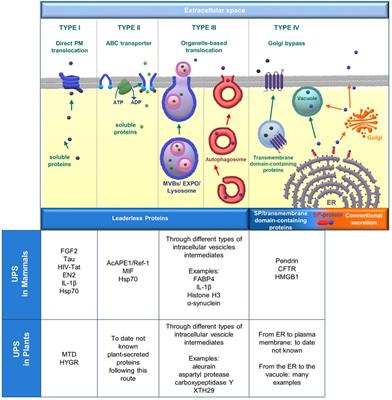 Unconventional Pathways of Protein Secretion: Mammals vs. Plants